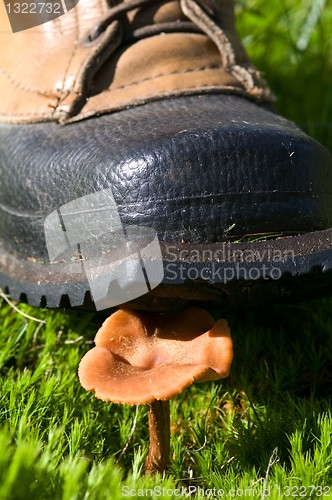 Image of The boot and the mushroom