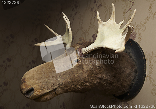 Image of Taxidermy moose head 