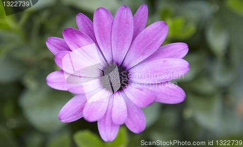 Image of Close-up of a purpel flower 