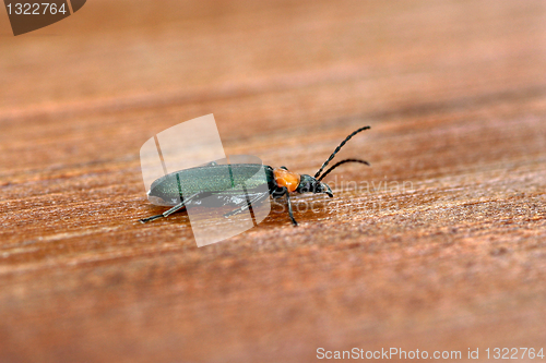 Image of bug, nature macro animal photo