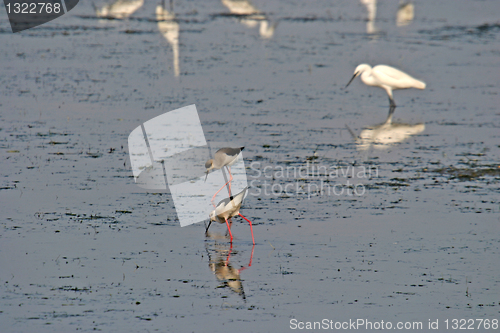 Image of water bird (himantopus himantopus), nature animal photo