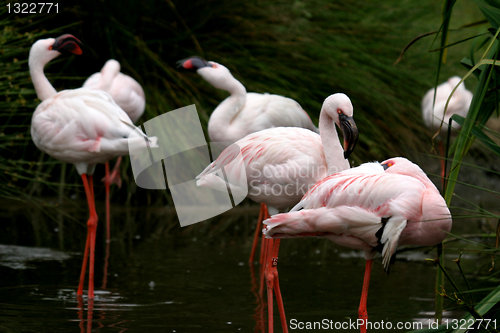 Image of beautiful flamingo portrait