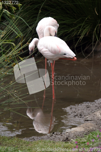 Image of beautiful flamingo portrait