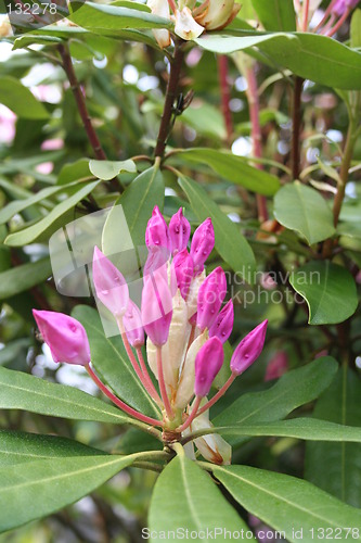 Image of Rhododendron in bud