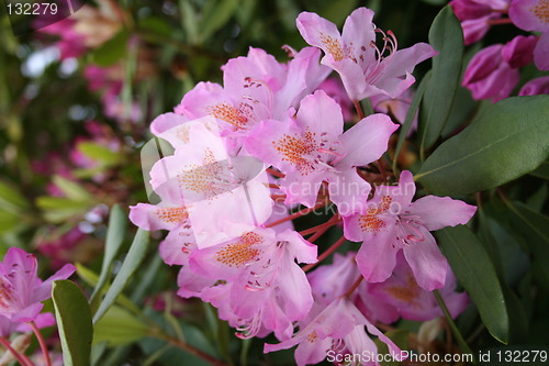 Image of Lilac rhododendron