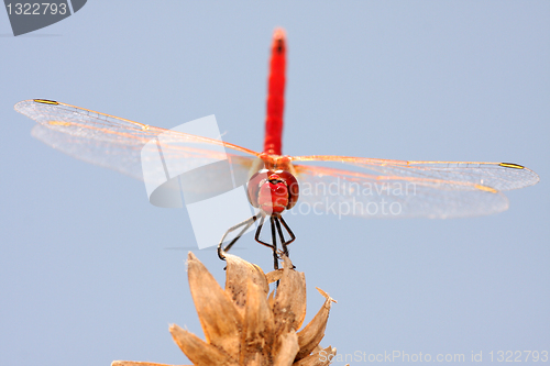 Image of beautiful red dragonfly, nature and wildlife photo