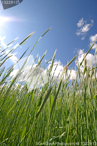 Image of field of rye and sunny day