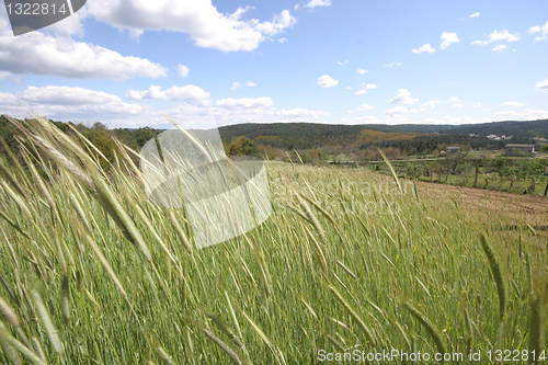 Image of field of rye and sunny day