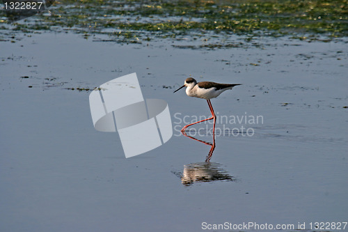 Image of water bird (himantopus himantopus), nature animal photo