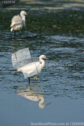 Image of Great White heron, beautiful nature animal photo