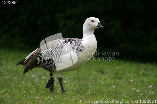 Image of beautiful duck in a lake, nature animal photo
