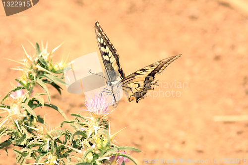 Image of beautiful butterfly, nature and wildlife photo