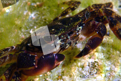 Image of beautiful crab, nature underwater photo