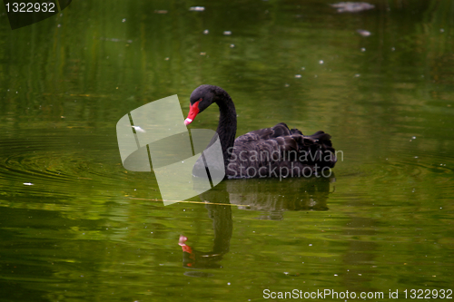 Image of Black swan (Cygnus atratus), beautiful nature animal photo