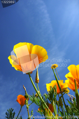 Image of beautiful tulips, beautiful flowers