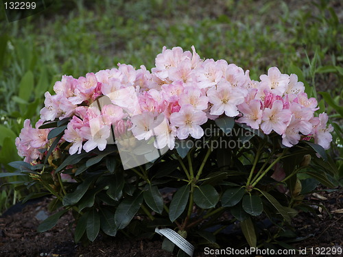 Image of Rhododendron