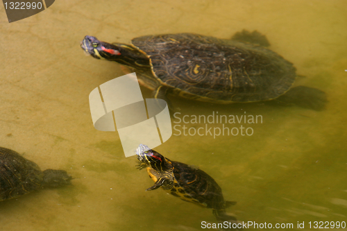 Image of animal nature photo, Red-eared Slider (Trachemys scripta elegans