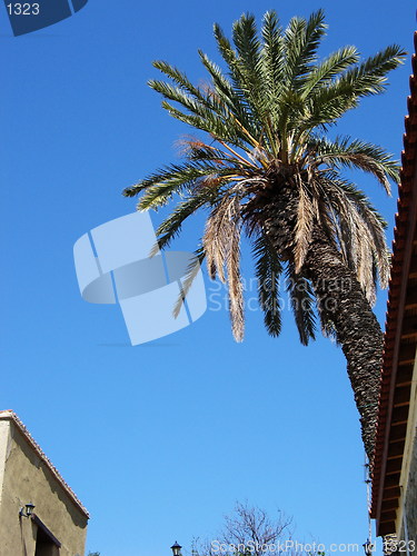Image of Palm tree in the house. Katydata. Cyprus