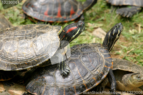 Image of animal nature photo, Red-eared Slider (Trachemys scripta elegans