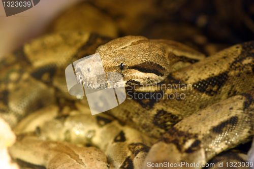 Image of Boa constrictor snake, nature animal photo