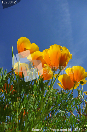 Image of beautiful tulips, beautiful flowers