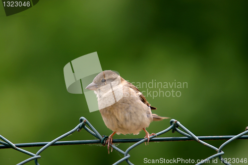 Image of beautiful sparrow in nature, nature animal photo