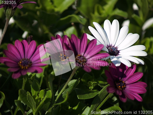 Image of Purple Flower