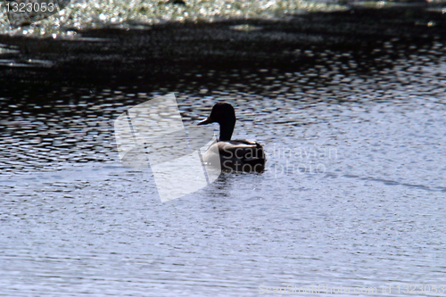 Image of beautiful duck in a lake, nature animal photo