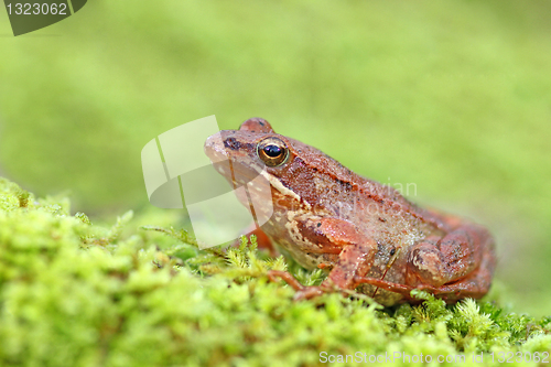 Image of beautiful macro photo of an iberian frog, nature and wildlife of