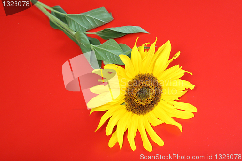 Image of Close-up of sunflower, nature photo