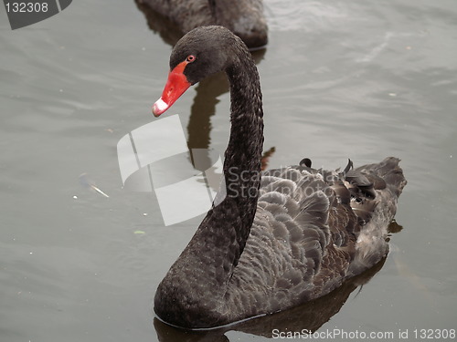 Image of Black swan