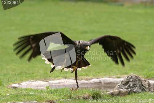 Image of beautiful hawk, animal nature photo