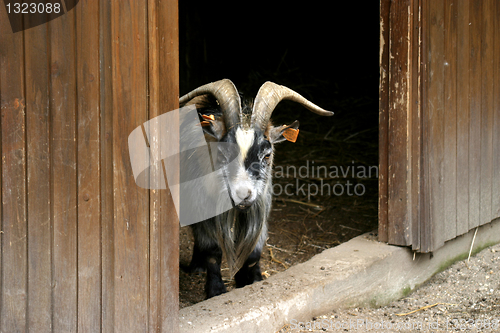 Image of beautiful goat, animal nature photo