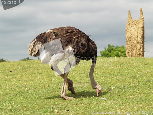 Image of Ostrich