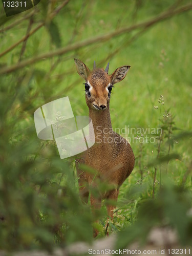 Image of Tiny deer