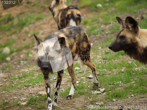 Image of Hyena