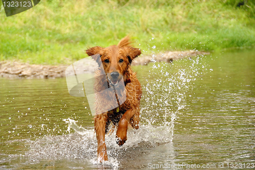 Image of Running dog