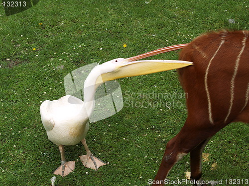 Image of Pelican bites