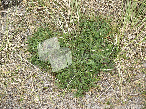 Image of Heart