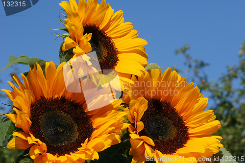 Image of Sunflowers