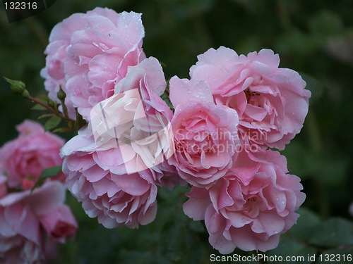 Image of Pink Roses