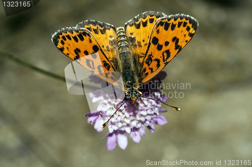 Image of Melitaea didyma