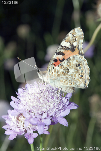 Image of Vanessa Cardui