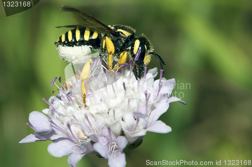 Image of Apis Mellifica