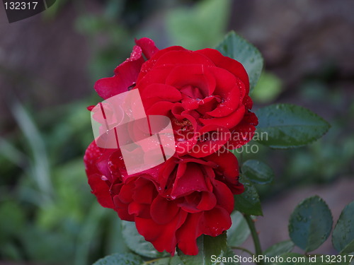 Image of Red Rose