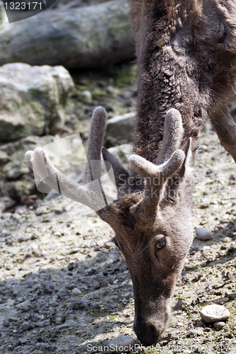 Image of Pere David’s deer  (Elaphurus davidianus)