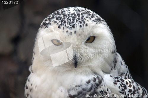 Image of Snowy Owl Particular