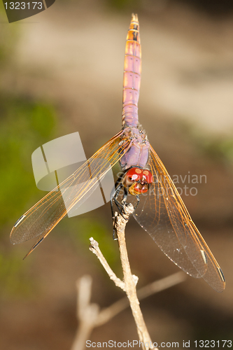 Image of Dragonfly on branch