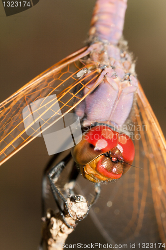 Image of Dragonfly on branch