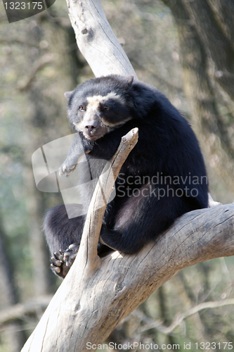 Image of Andean bear